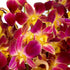 Generic 10 Fresh Cut Orchids Flowers Bouquet - PRIME QUALITY - Perfect for Weddings, Birthdays, Anniversaries, Gifts
