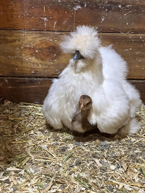 Generic SILKIE HATCHING EGGS FRIZZLE SHOW GIRL SATIN (3)