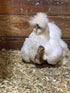 Generic SILKIE HATCHING EGGS FRIZZLE SHOW GIRL SATIN (3)