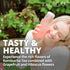Pack 15 Packs KKOKDAM Kombucha Tea - Grapefruit & Hibiscus Korean Tea - Kombucha Drinks Probiotic Support, Low Calorie