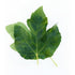 3 oz Kejora Fresh Figs Leaves