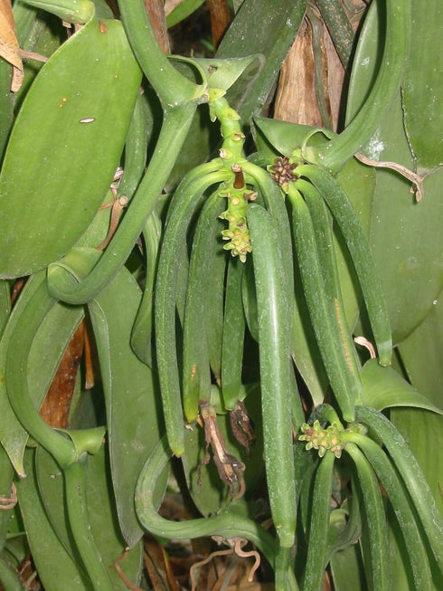 10 Tahitian Extract Grade B Vanilla Beans, 4~6" by Vanilla Products USA