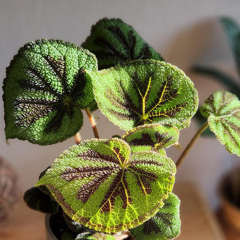 6" Begonia Masoniana Rock, Live Houseplant Decor in White Pot, Textured Leaves, Easy Botanical Gift, Iron Cross