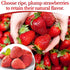5.64oz Freeze Dried Whole Strawberries - Naturally Crispy Dehydrated Strawberry Fruit Snacks in Resealable Jar