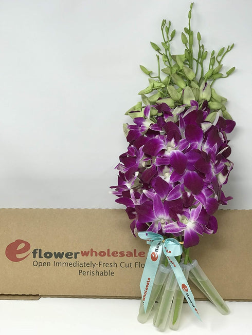 Dendrobium Orchids - Fresh Cut Flowers with Custom Ribbons