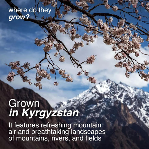 (5 LB) Arashan Apricots Delicious Dried Apricot Fruit, MOST Delectable Dry Apricot In The World! Grown In The Ferghana