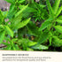 3.17oz (90g) Pontino Dried Epazote Leaves - Dry Epazote Seasoning for Beans, Soup, Scrambled Eggs, Grilled Meat - All