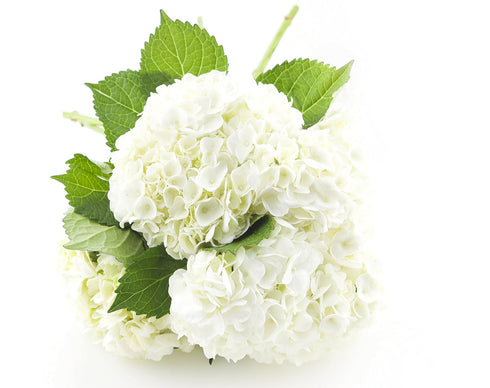 KaBloom Flowers - Mother's Day Collection - Bouquet of Fresh 5 White