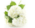 KaBloom Flowers - Mother's Day Collection - Bouquet of Fresh 5 White