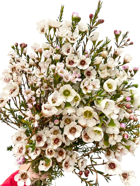 15 Fresh White Wax Flower Hydroponic Fresh Cut Flower Arrangement Gifts for Home Decor Birthdays Anniversaries Healing