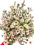 15 Fresh White Wax Flower Hydroponic Fresh Cut Flower Arrangement Gifts for Home Decor Birthdays Anniversaries Healing
