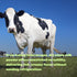 DEAL SUPPLEMENT 3lbs 9g Dry Whole Milk Powder, Natural Pasture Raised Source Made in USA Powdered Milk for Baking