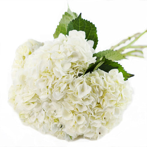 5 KaBloom Flowers - Mother's Day Collection - Bouquet of Fresh White Hydrangeas Without Vase - Gift for Birthday