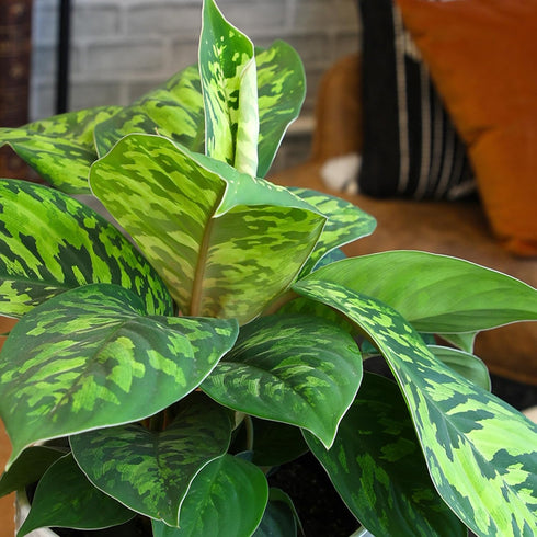 6" Homalomena Wallisii Camouflage, Live Houseplant Decor in White Pot, Easy Gift, Variegated Houseplants, Desk & Office