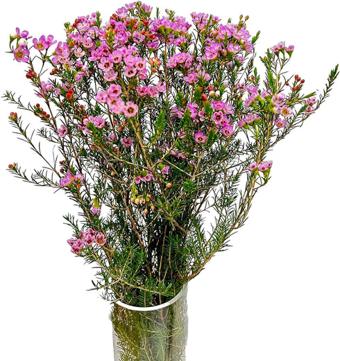 15 Pink Wax flower Fresh Cut Flowers Good flowering period Long flowering period Next day delivery Fresh Delivery