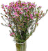 15 Pink Wax flower Fresh Cut Flowers Good flowering period Long flowering period Next day delivery Fresh Delivery