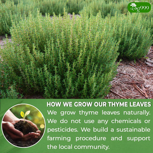 TOG999, 40 100% Premium Thyme Leaf Tea Bags, Natural & Pure Thyme Leaves. Loose Leaf Thyme Herbal Tea. Thyme Leaf Tea.