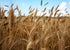 2 Food to Live Organic Whole Wheat Bread Flour, Pounds Whole Grain, Stone Ground, Unbleached, Non-GMO, Kosher