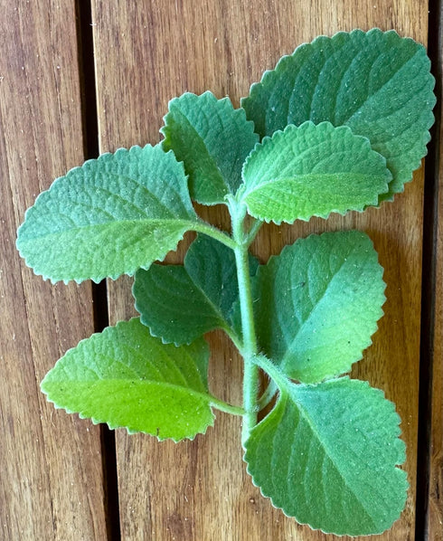 Goodluck Ganesha 10-12 Fresh Leaves on 2 Stems of Fresh Cuban Oregano, Indian Borage,