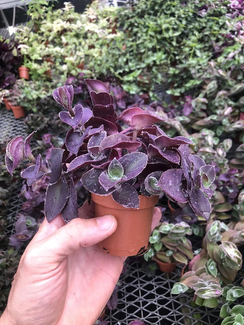 Generic Tradescantia Pale Puma ~ Easy Purple houseplant