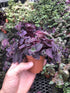 Generic Tradescantia Pale Puma ~ Easy Purple houseplant