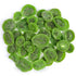 Smarty Stop 5 (Pack 1)) Dried Fruits Great Healthy Snack (Dried Kiwi, Pound