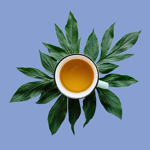 8oz, 80-100 Ambrosia White Tea, Pai Mu Tan Loose Leaf - Low Caffeine, Antioxidant Rich, Hot & Iced | bulk cups | The
