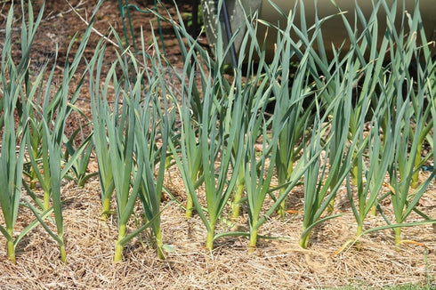 (3 Bulbs)untreated, California White Garlic, for Planting Large Heirloom Organic!