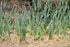 (3 Bulbs)untreated, California White Garlic, for Planting Large Heirloom Organic!
