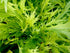 Generic 500 1+ Mizuna Mustard Seeds for Planting Heirloom Non GMO Grams Garden Vegetable Bulk Survival Microgreems