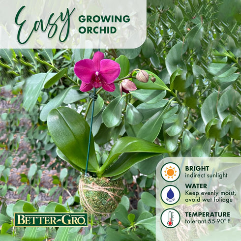 19 Better-GRO Hanging Kokedama with Phalaenopsis Orchid Indoor/Outdoor Planter- Pink