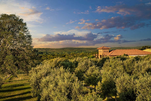 Country (8.5 Oz) Texas Hill Olive Co Super Greek Extra Virgin Olive Oil - Cold Pressed EVOO Gourmet Olive Oil - Rich