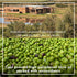 Colinas De Garzon 17oz Bivarietal Extra Virgin Olive Oil Unadulterated in Gift Box