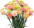 FlowerPrime 50 Easter Carnations - Fresh Natural Cut Flowers Special Holiday Variety