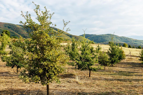 Dryas Verlag Dryas White Truffle Oil | Made from Wild Greek Truffles and Greek Extra Virgin Olive Oil | Harvested by