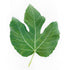 3 oz Kejora Fresh Figs Leaves