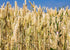 6 Food to Live Spelt Berries, Pounds A Nutritious Ancient Grain for Healthy Cooking, Baking, or Snacking. Rich