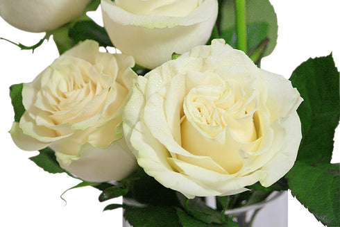 6 KaBloom PRIME NEXT DAY DELIVERY - Bouquet of Fresh cut White Roses with Vase .Gift for Birthday, Sympathy