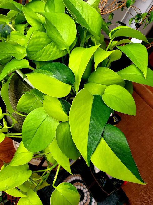 6 Inch Epipremmum Neon Pothos - Live Plant in a Pot - Aureum - Stunning Houseplant with Unique Foliage - The Perfect