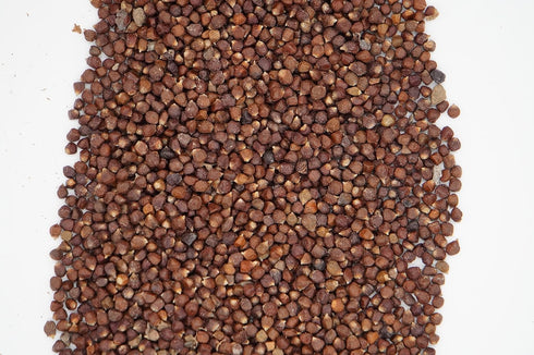 4.3 OZ AseLife Energy Grains of Paradise Spice with Spice Grinder Jar Melegueta Pepper Ginny Grains Mbongo spice Hepper