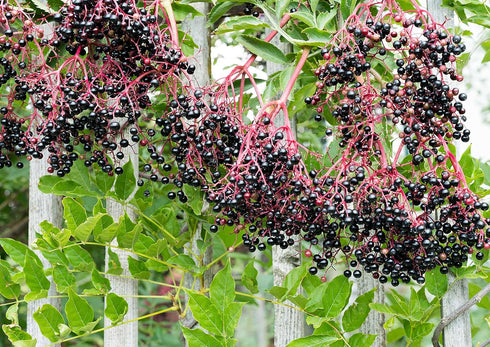 Powder,12 Food to Live Black Elderberry Juice Ounces - Raw Dried Berries, Unsulfured, Vegan, Bulk, For Baking, Juices