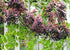 Powder,12 Food to Live Black Elderberry Juice Ounces - Raw Dried Berries, Unsulfured, Vegan, Bulk, For Baking, Juices