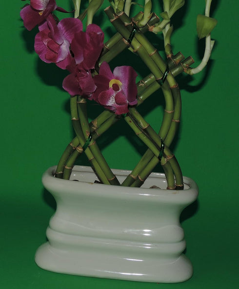 JM BAMBOO 8 10-11 4 Lucky Bamboo STALKS of in Fence W/ in VASE (Palm OR Trellis)