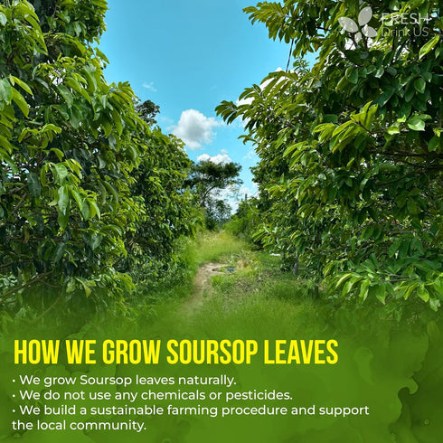 60 100% FreshDrinkUS, Premium - The Top Soursop Graviola Leaf Tea Bags, Pure & Natural from Soursop Leaves, Handmade