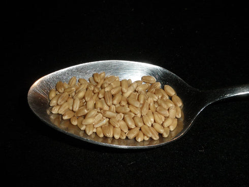 Mulberry Lane Farms 5 86 Hard White Wheat Berries Pounds Kernels Montana Golden USDA Certified Organic Non-GMO, Bulk