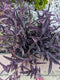 Blissful 5 Purple Heart Cuttings Wandering Jews Tradescantia Spiderwort Inchplant Purple Trailing