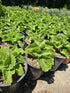 GREEN BEAR Live Cuban Oregano Plant, Also Knows as Broadleaf Thyme Herb, Potted Fresh Kitchen Garden Plant