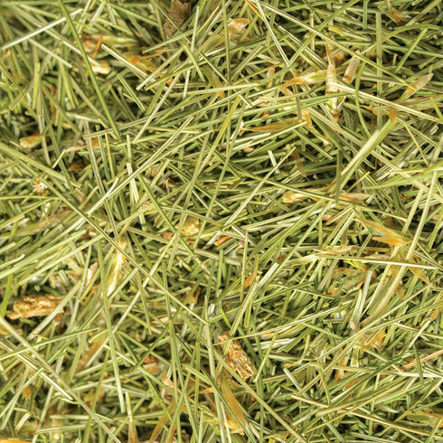 6.0 oz 85 White Pine Needle Tea, Wild-Harvested in Wisconsin | | Servings | Loose Leaf | Herbal Tea & Medicinal Herbs |