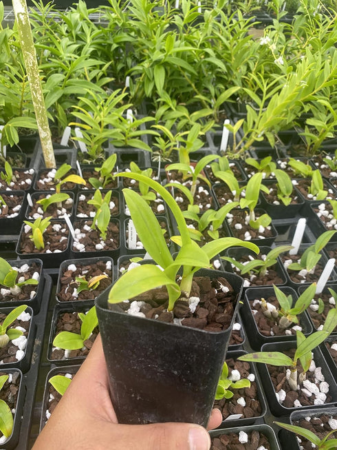 Aloha Hawaii Orchids 4" Dendrobium Aridang Blue Orchid Comes in Pot, Beautiful Plants from Hawaii