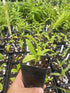 Aloha Hawaii Orchids 4" Dendrobium Aridang Blue Orchid Comes in Pot, Beautiful Plants from Hawaii
